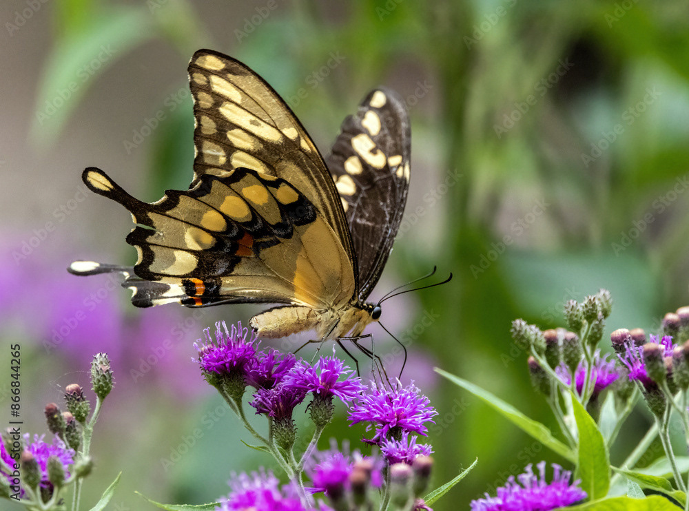 Giant Swallowtail on Ironweed