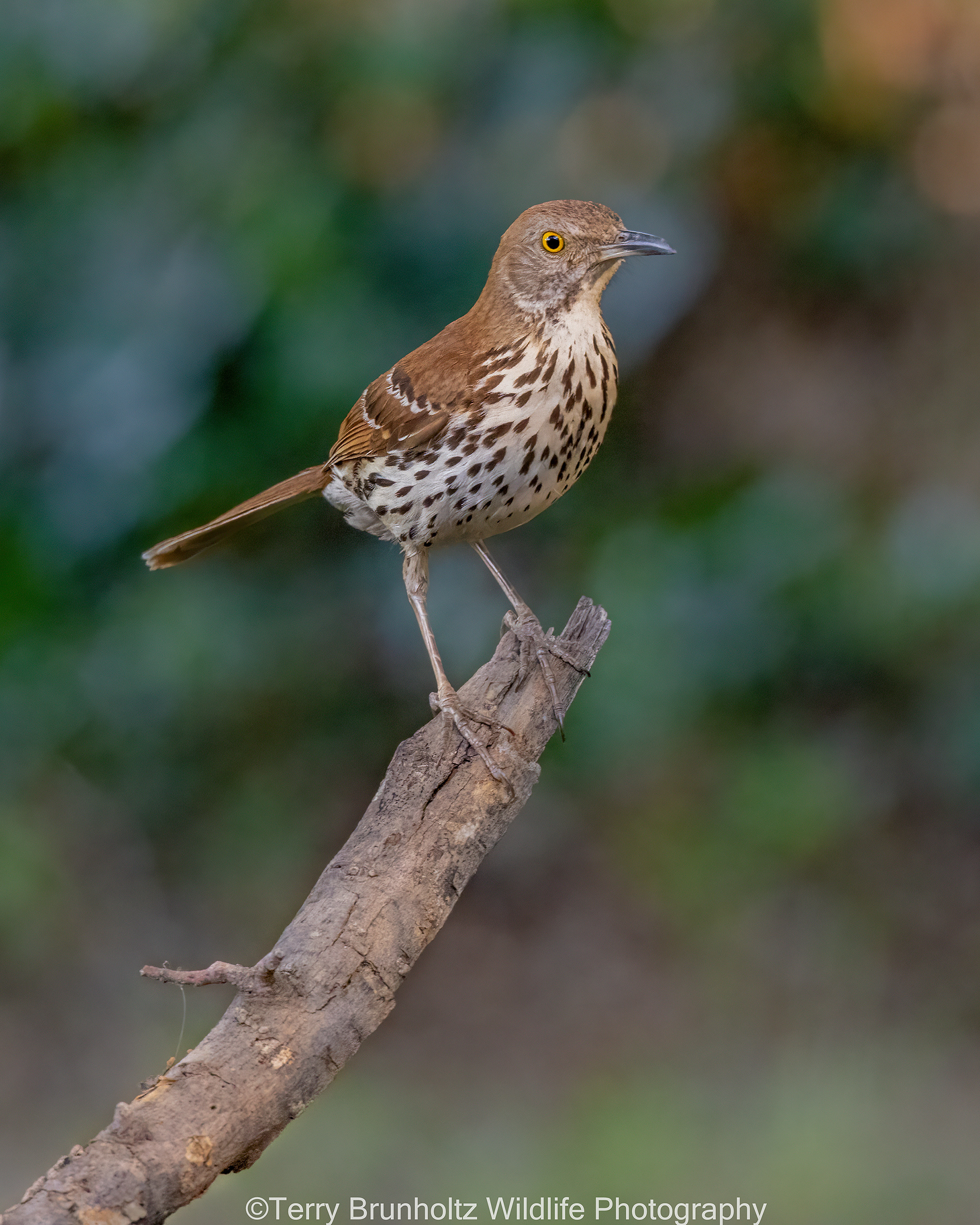 Brown Thrasher on Stick