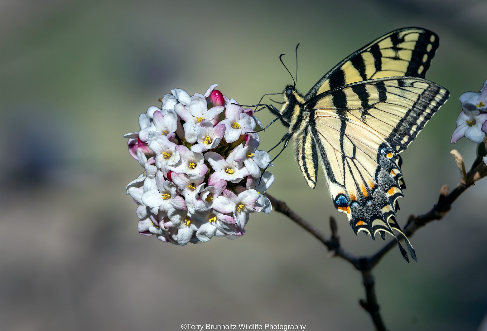 Eastern Tiger Swallowtail on Viburnum