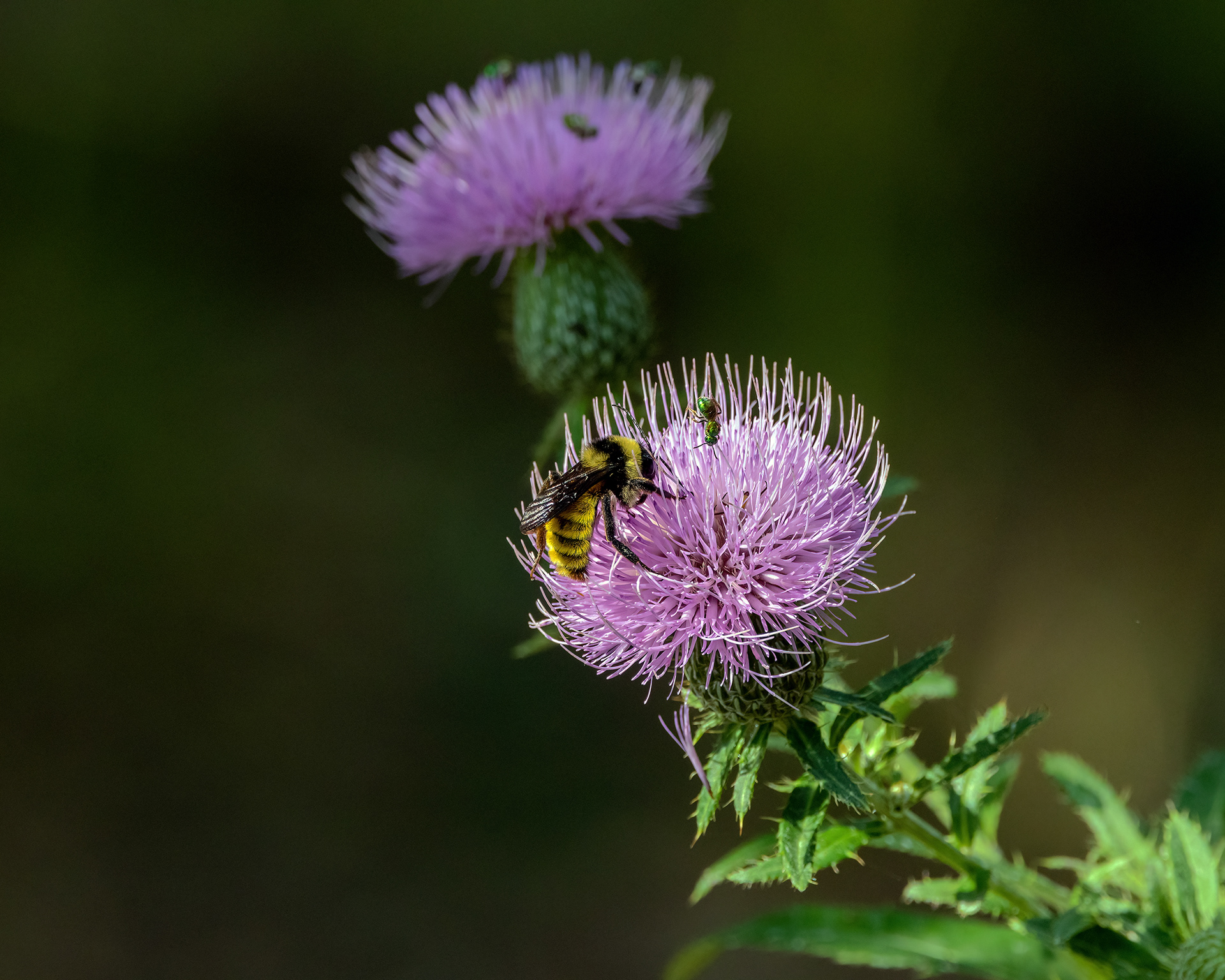 American Bumblebee in Thistle