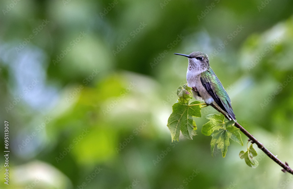 Ruby-throated