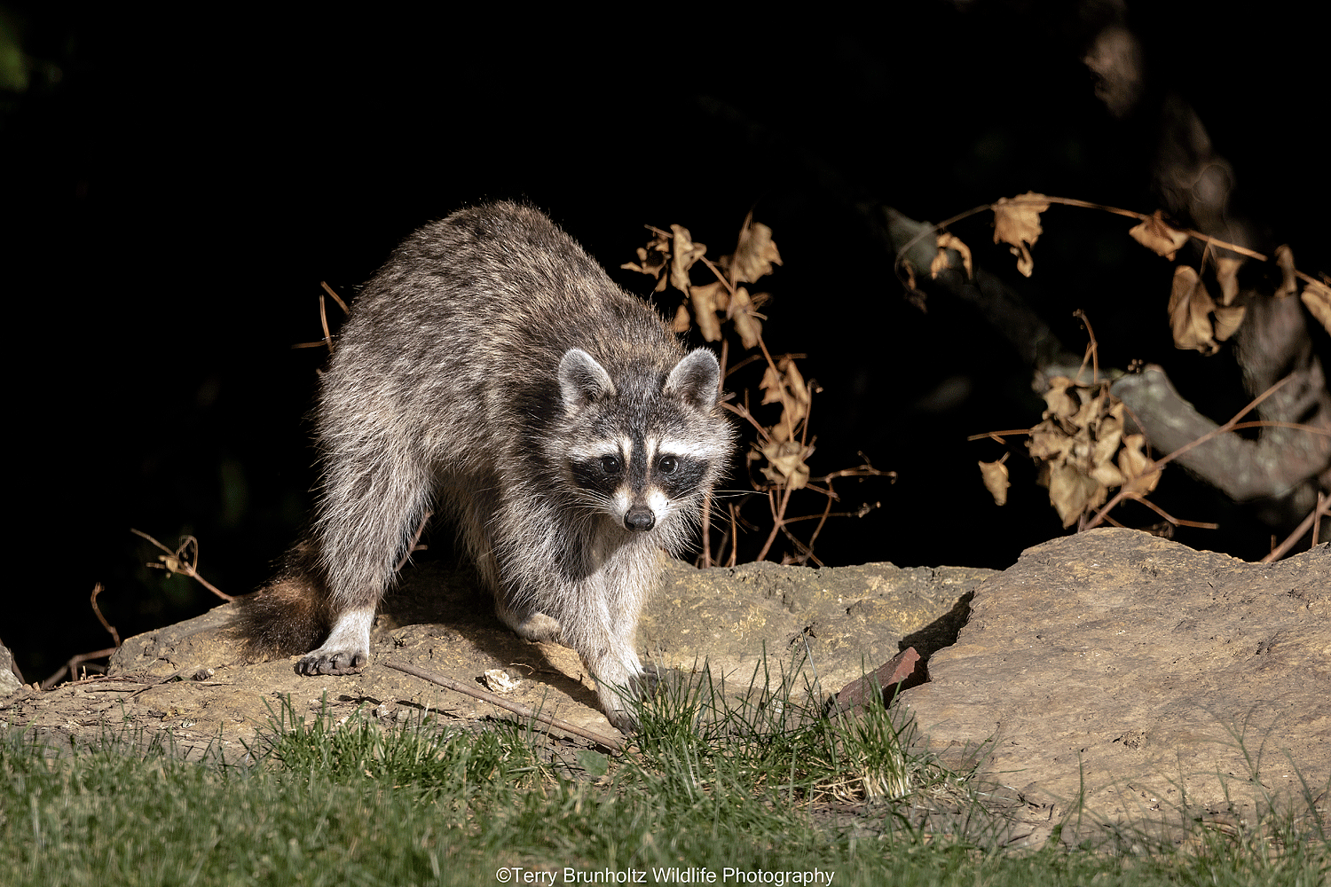 Raccoon