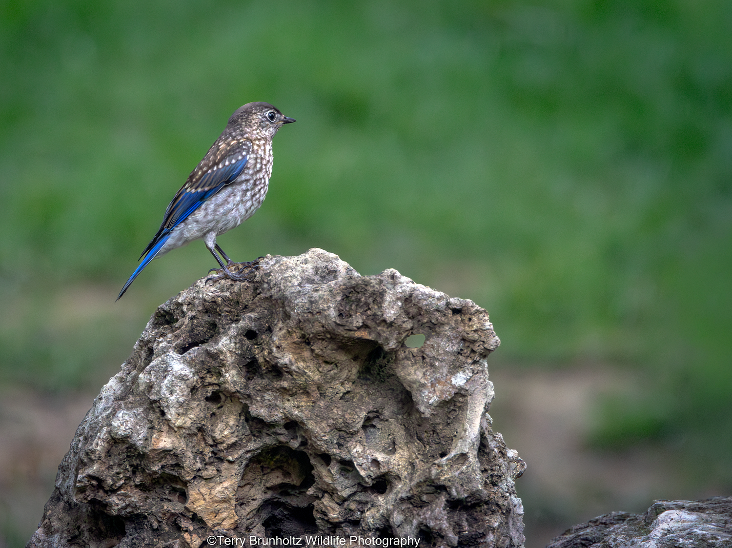 _U0A0899 Eastern Bluebird Fledgling