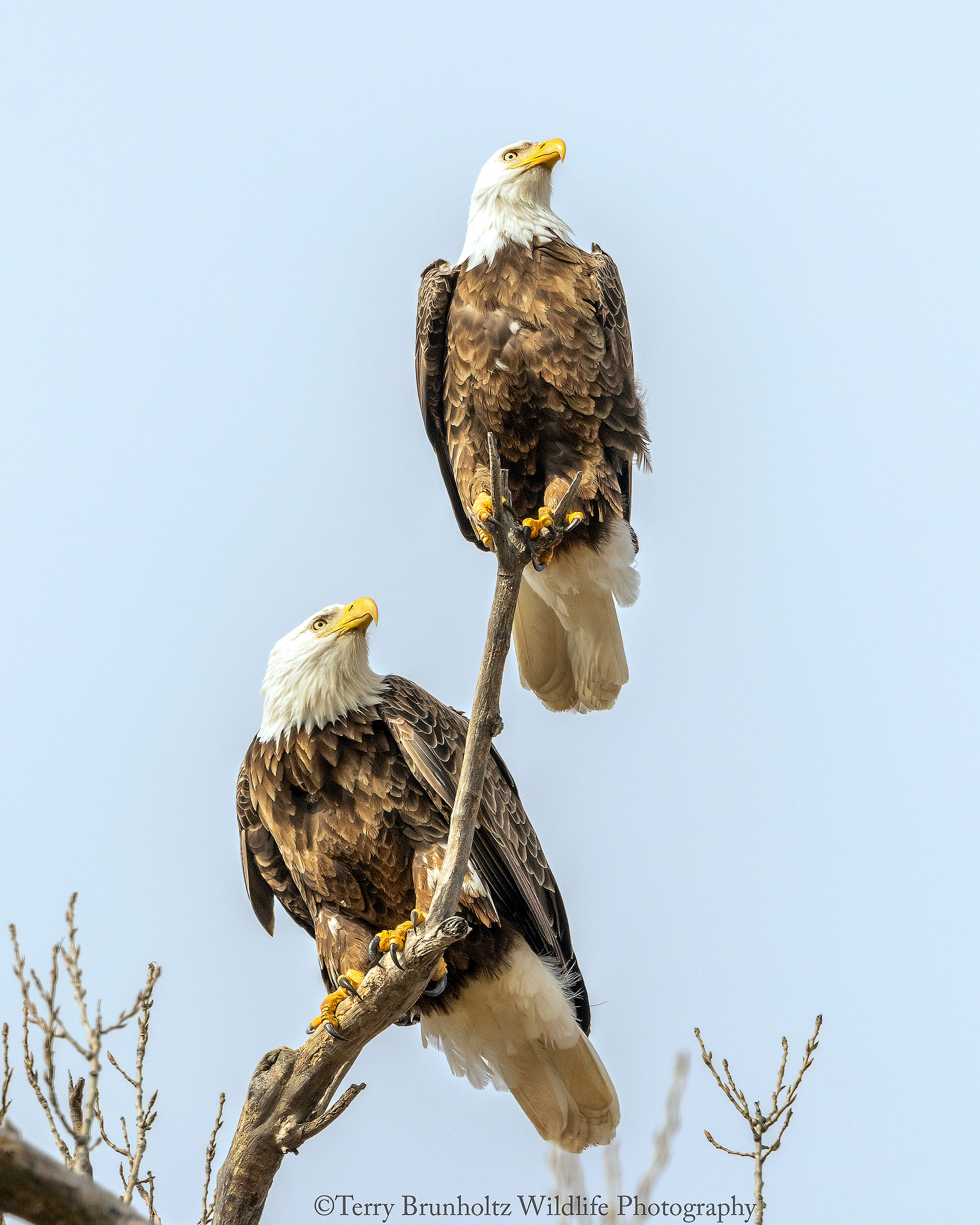 Bald Eagle Pair