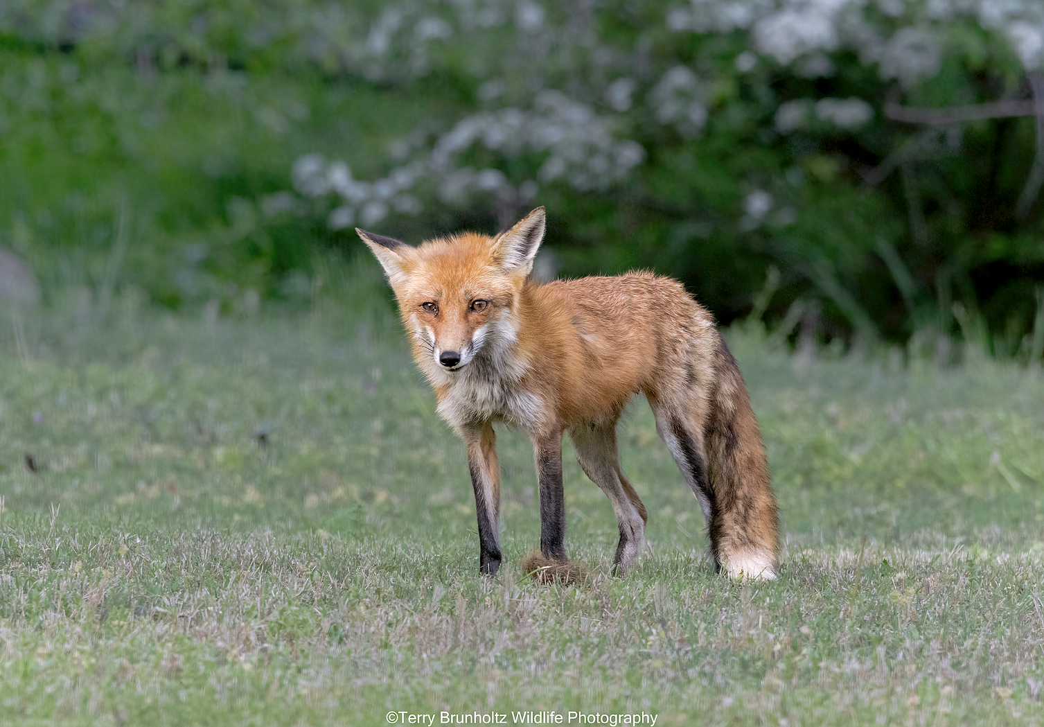 Wild Beauty
