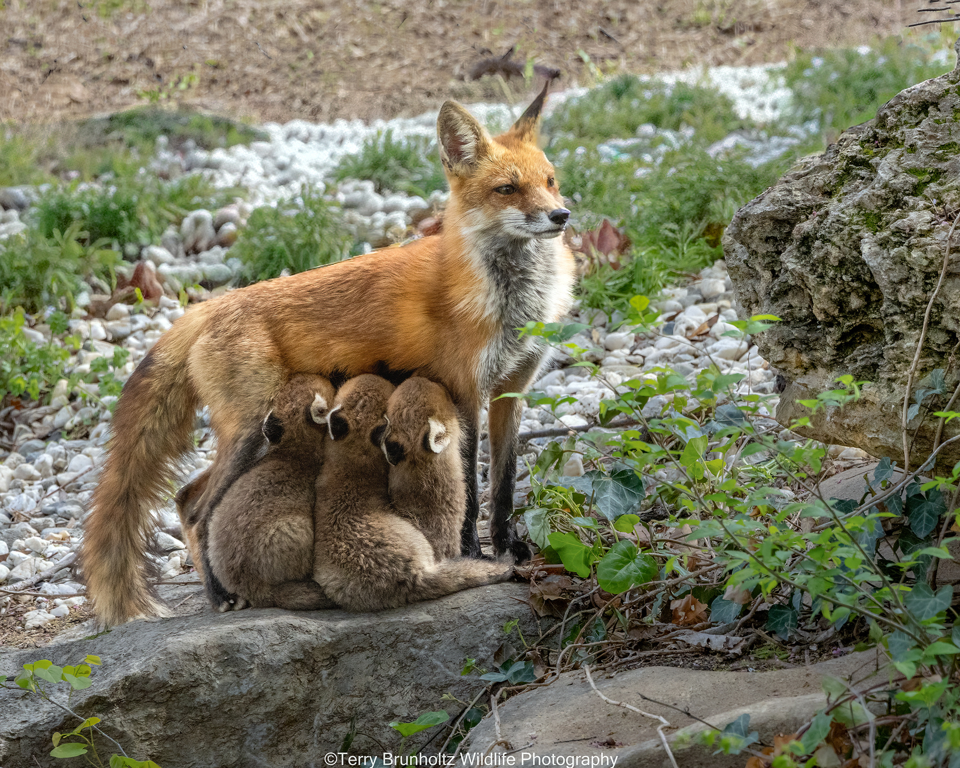 Feeding the Brood