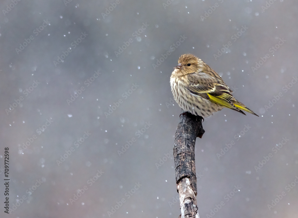 Snowy Pine Siskin