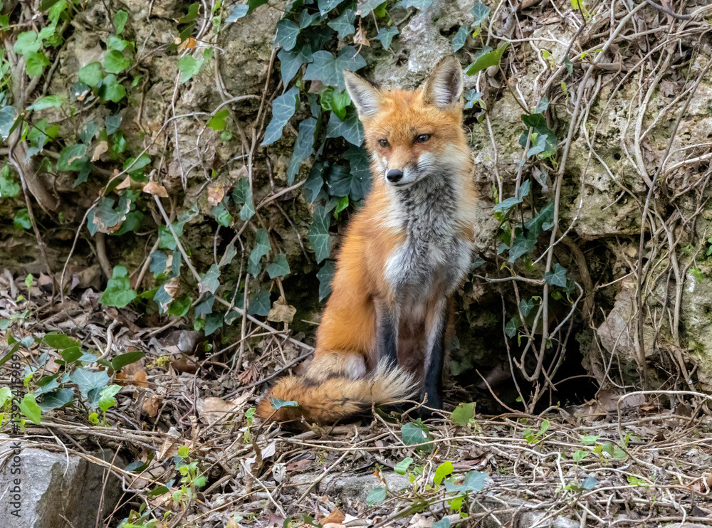 Sitting by the Den