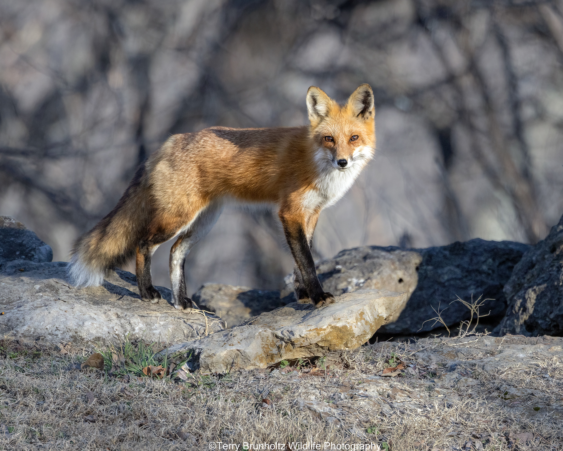 February Red Fox
