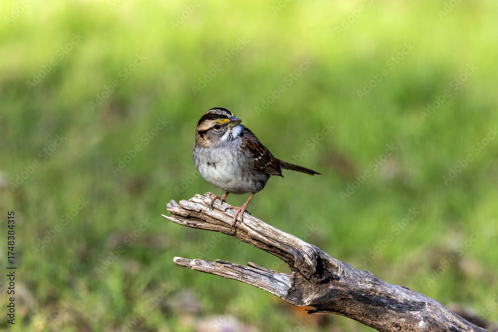 White-throated Sparrow