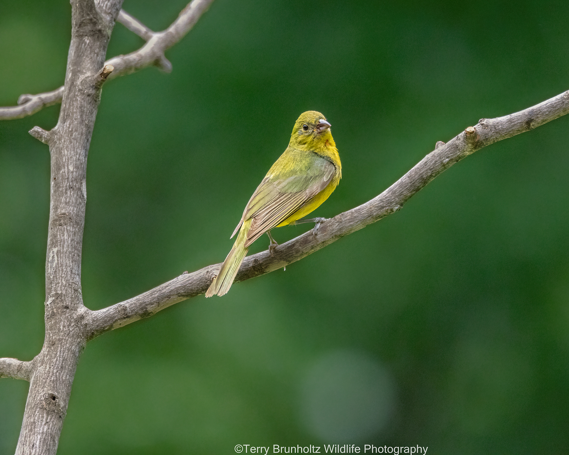Painted Bunting Juvenile Male