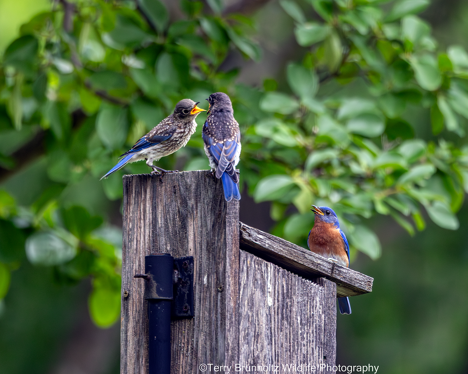 _U0A1051 Bluebird Fledglings and Dad