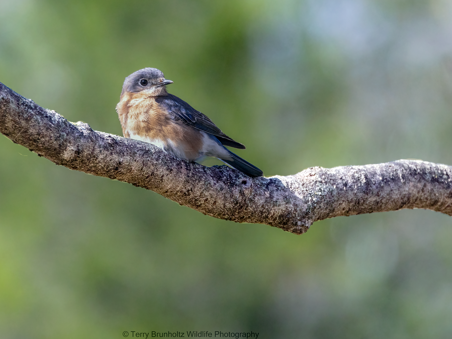  Female Eastern Bluebird _U0A7760