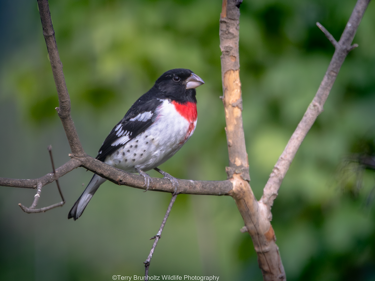 Male Rose-breasted Grosbeak _U0A9759