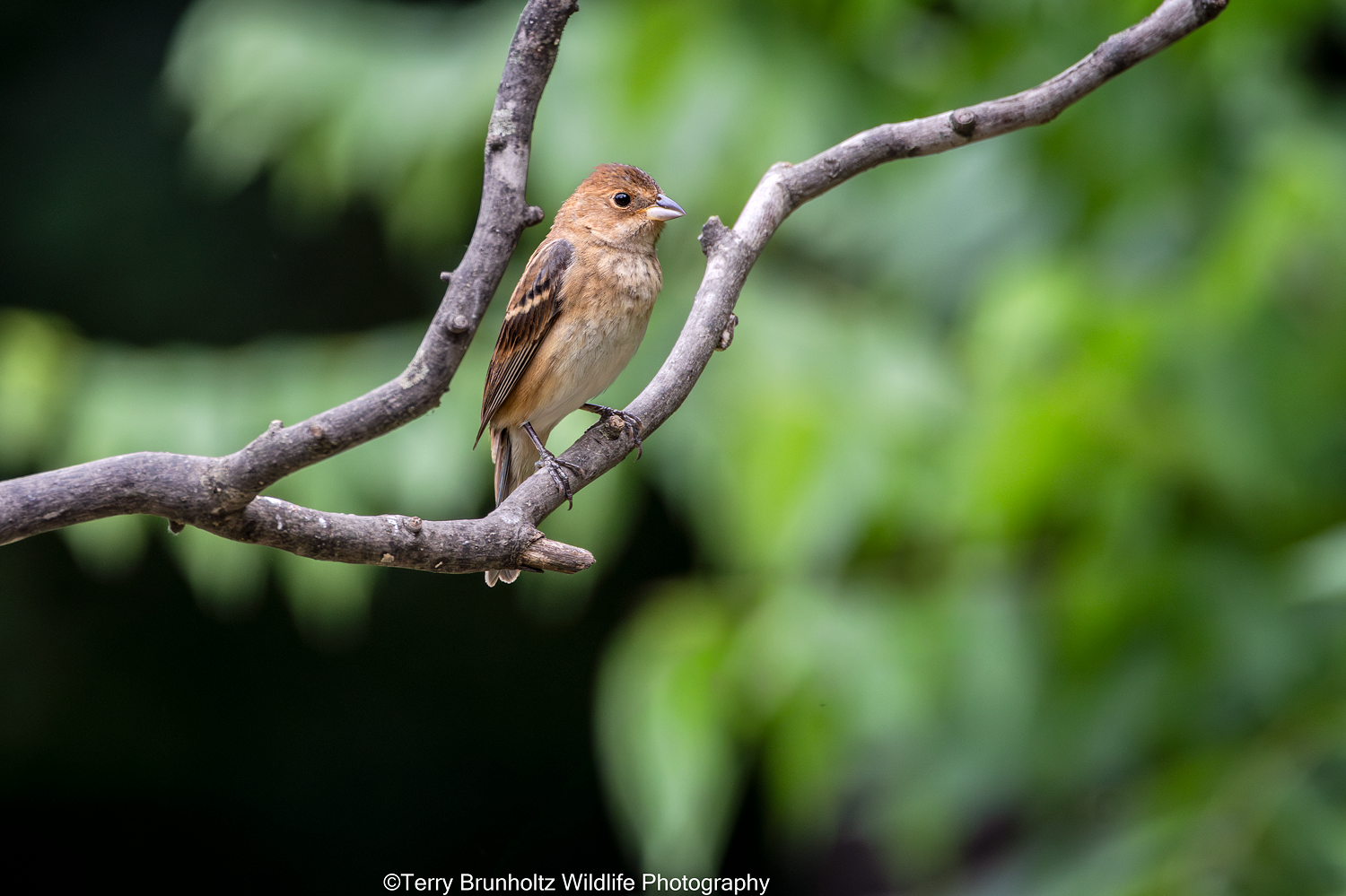 _U0A1118 Female Indigo Bunting