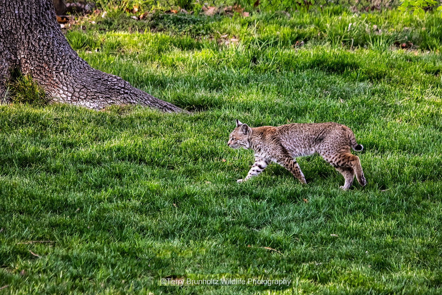 Bobcat(2)