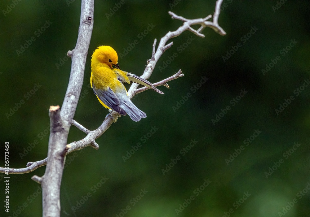 Preening Prothonotary