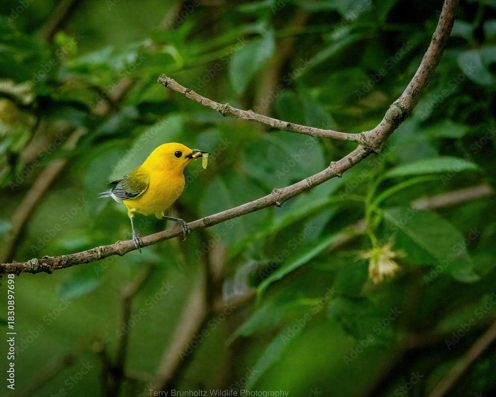 Prothonotary Warbler Feeding Nestlings