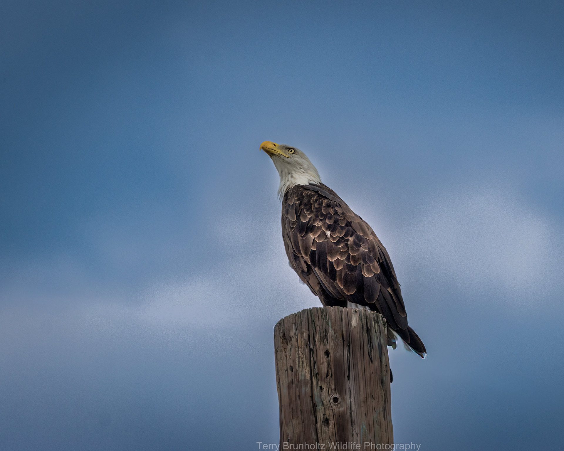Looking Skyward