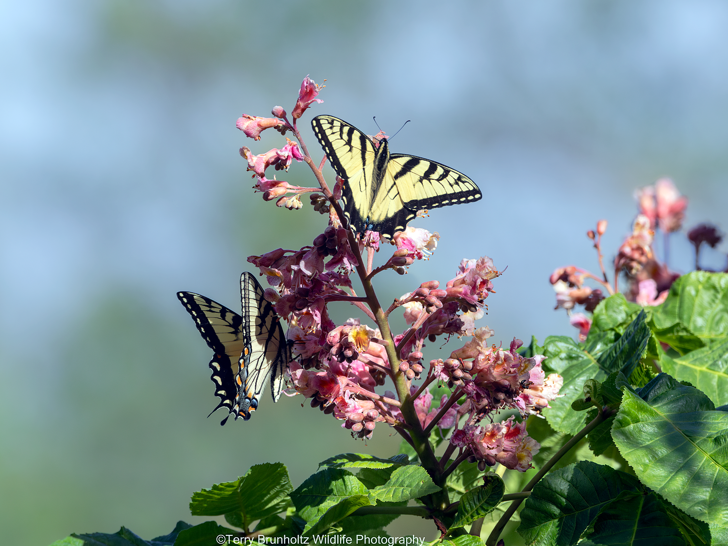 A Pair of Eastern Tiger Swallowtail Butterflies