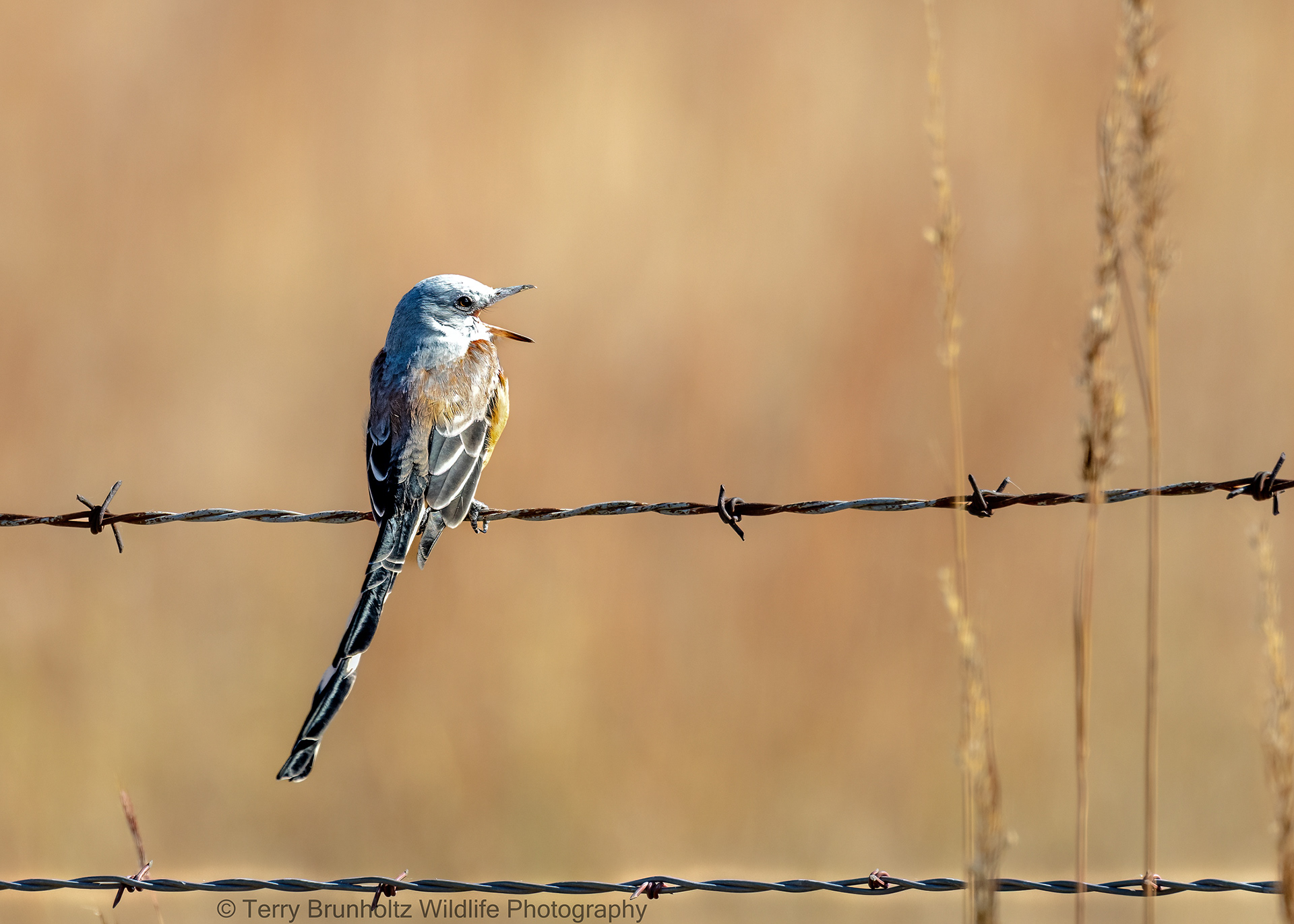 Scissor-tailed Flycatcher