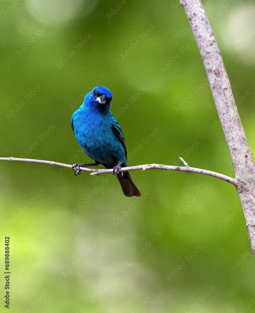 Indigo Bunting
