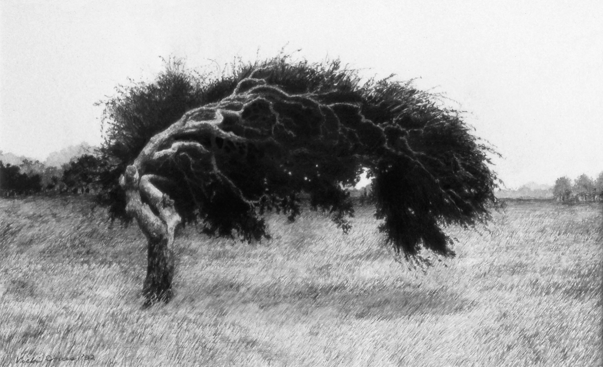 Gnarly - Graphite on paper, 11 1/2" x 7" - In the collection of Walt Disney World Company (Orlando, FL)