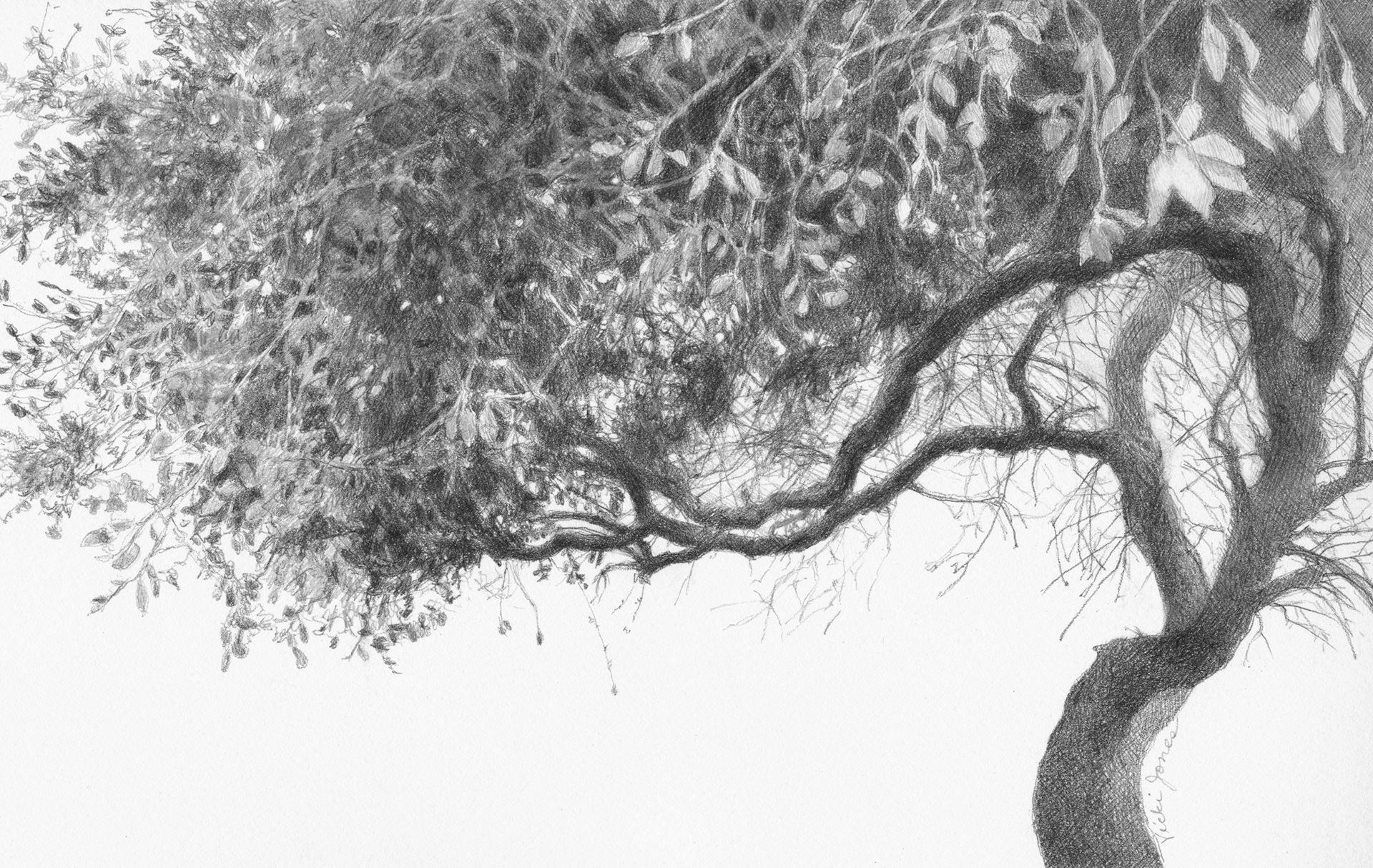 Dancing Tree - Graphite on paper, 8" x 5"