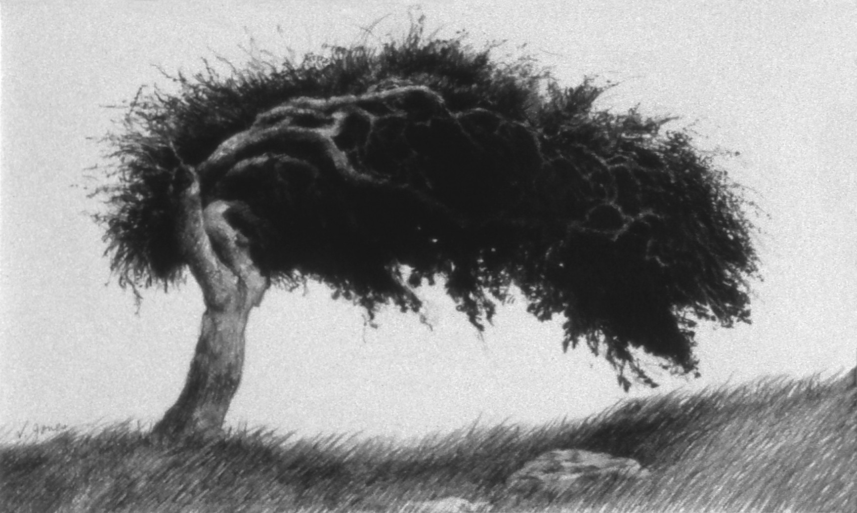Little Gnarly Tree - Graphite on paper, 14" x 10 1/2" - Original available