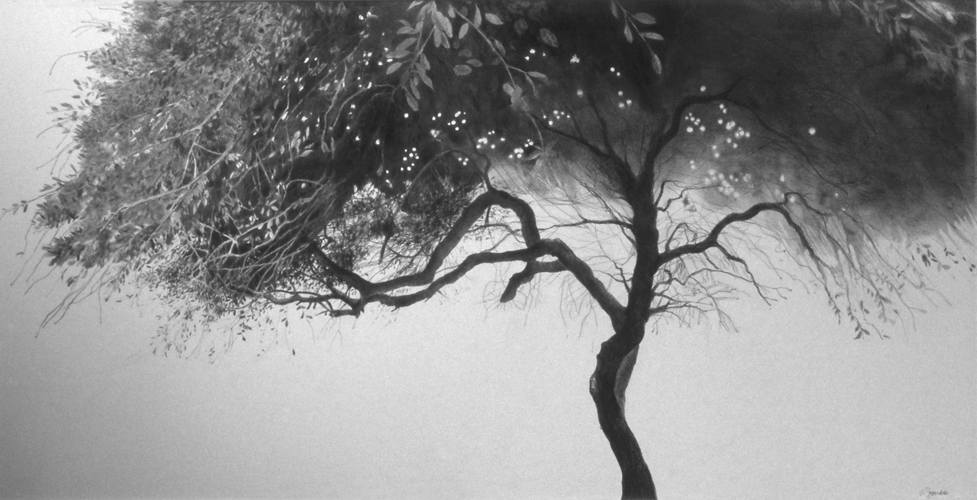 Firefly - Graphite on paper, 17" x 8 3/4" - In the collection of Maitland Art Center (Maitland, FL)
