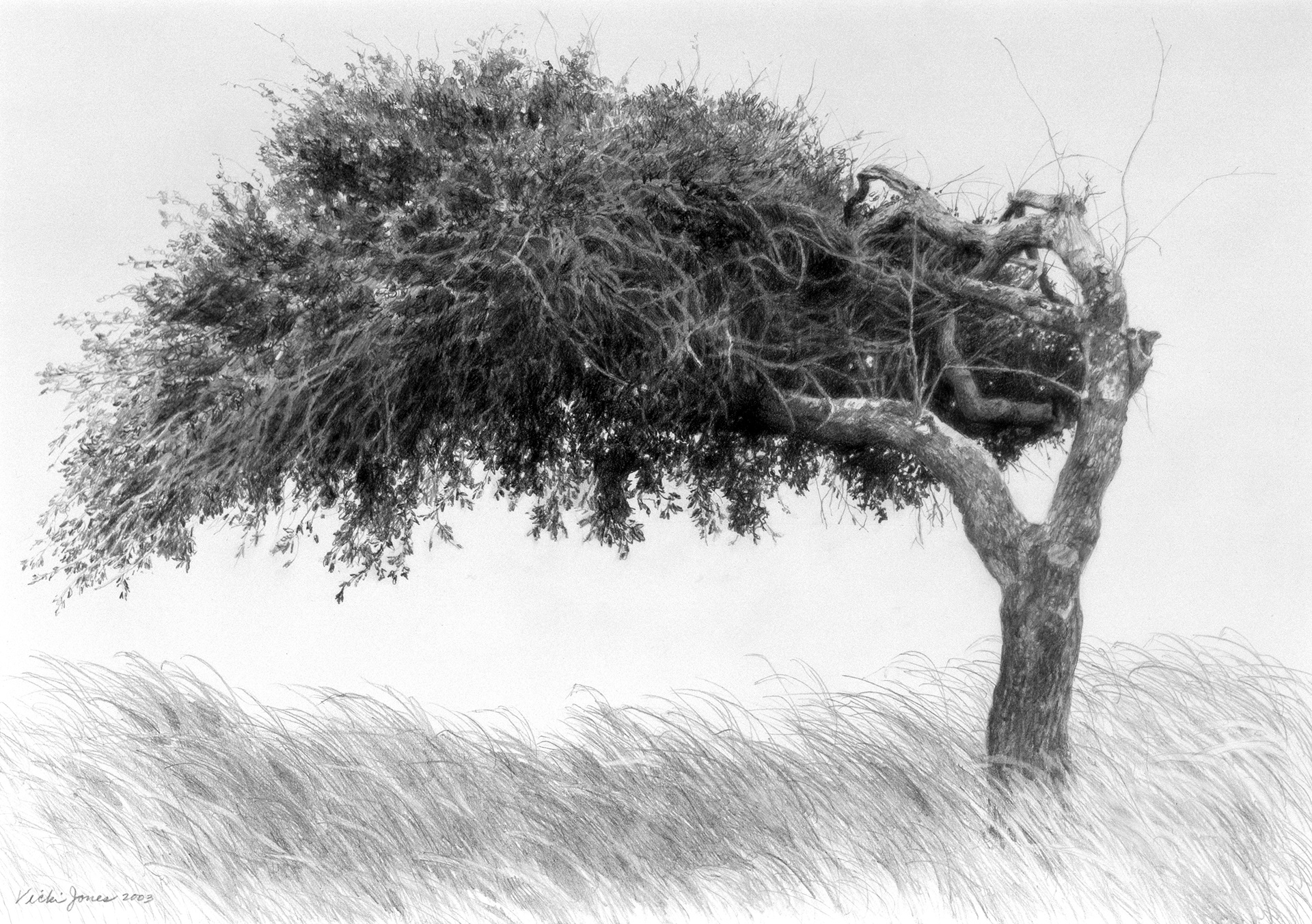Old Number 13 - Graphite on paper, 11 1/2" x 8" - Reproduction available - (Private Collection)