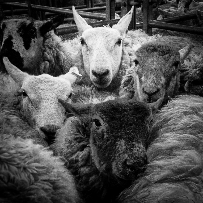 Cattle 4 cows &amp; calves, 1 feeding cow, 21 feeding bulls, 375 steers &amp; heifers; plus sheep
