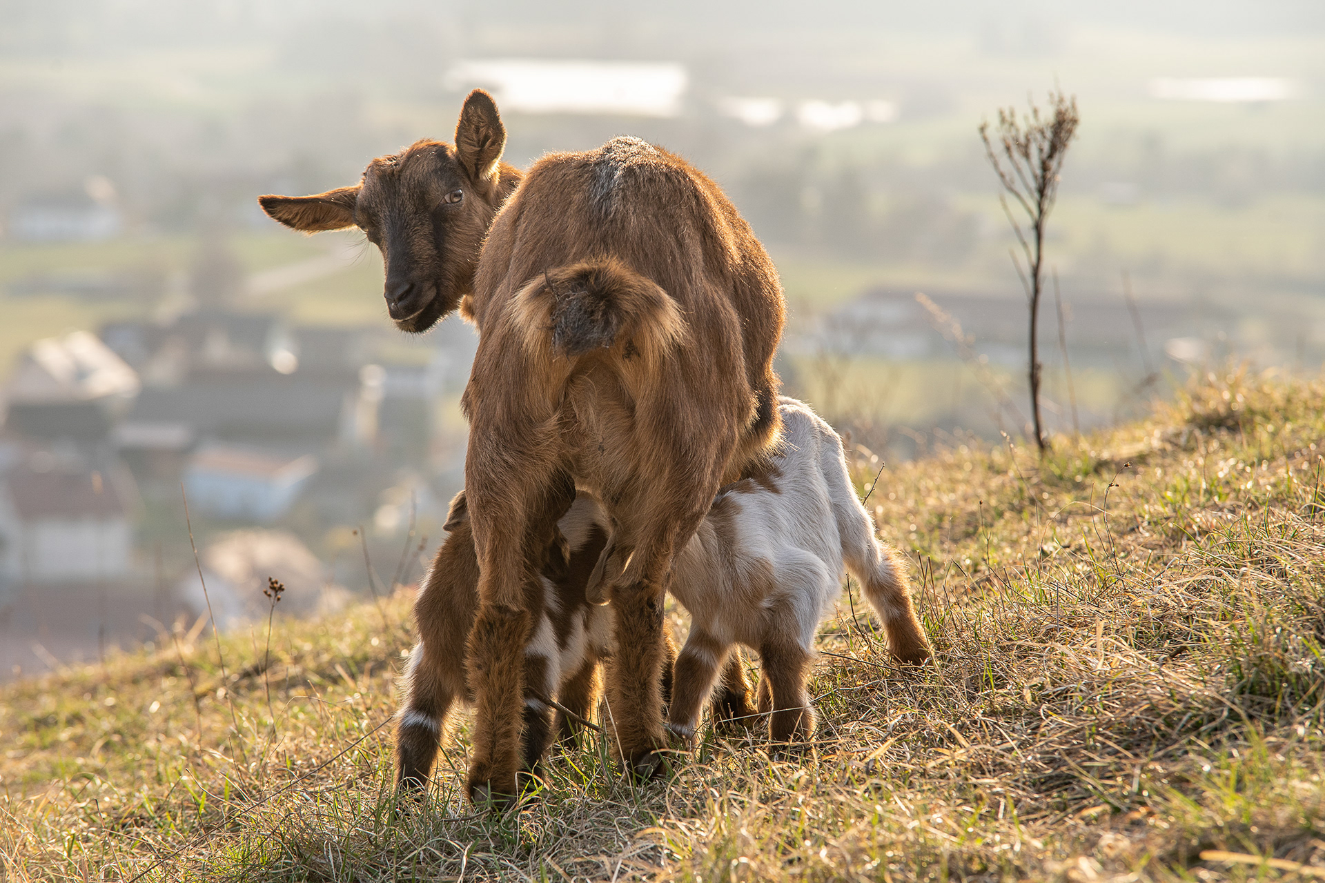 Wildziegen auf dem Gottvaterberg