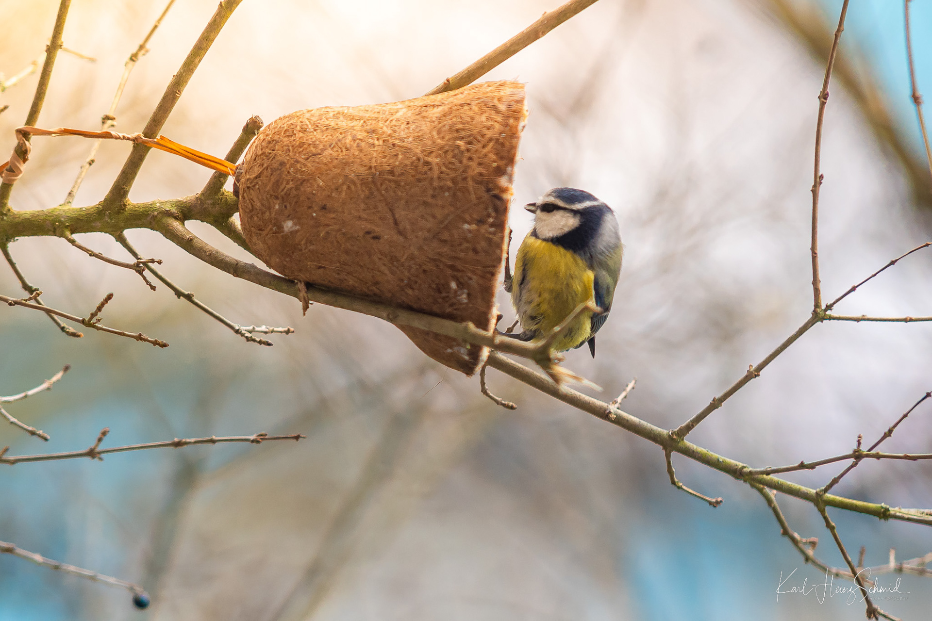 Blaumeise
