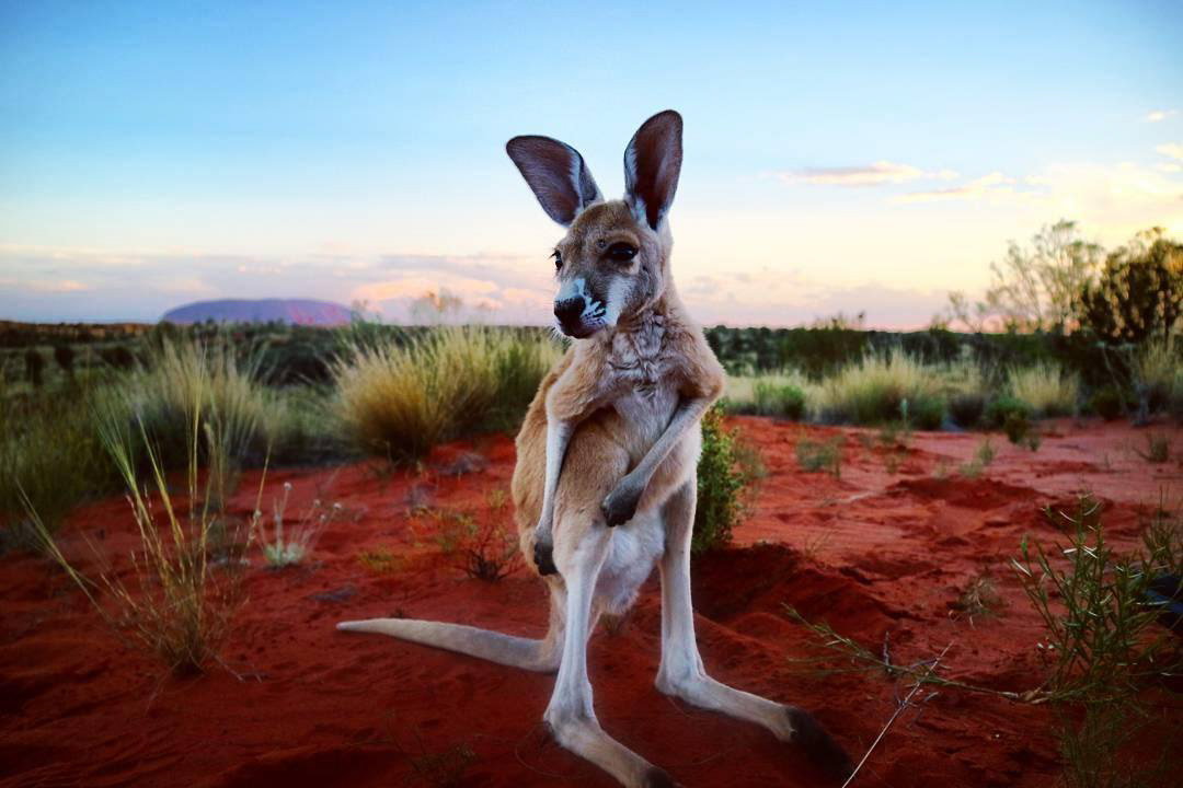Photo credit: @ausexplorer (IG)