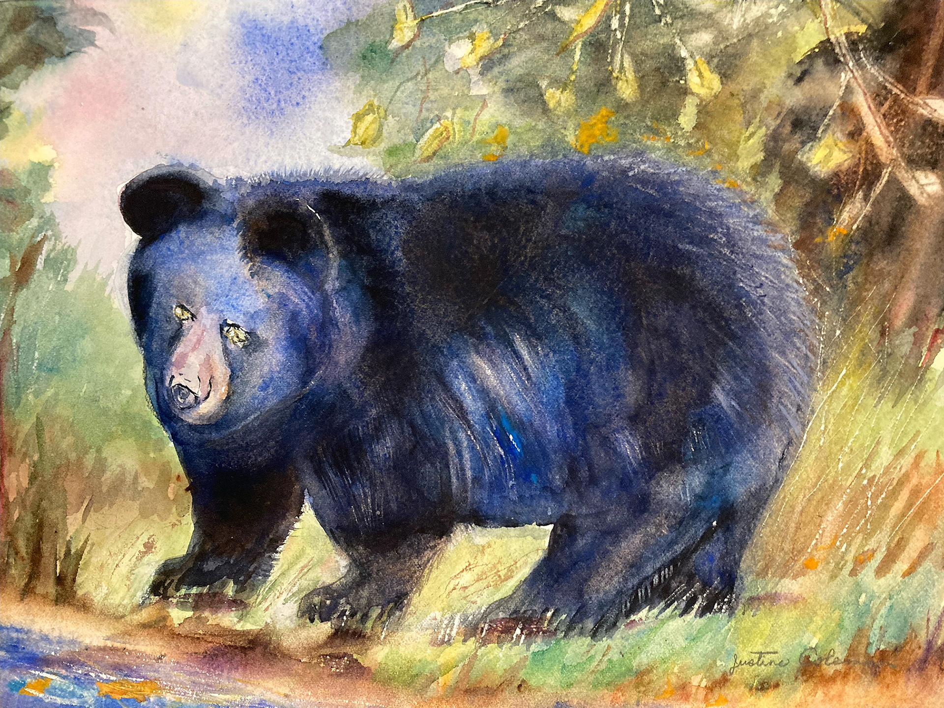 Black Bear