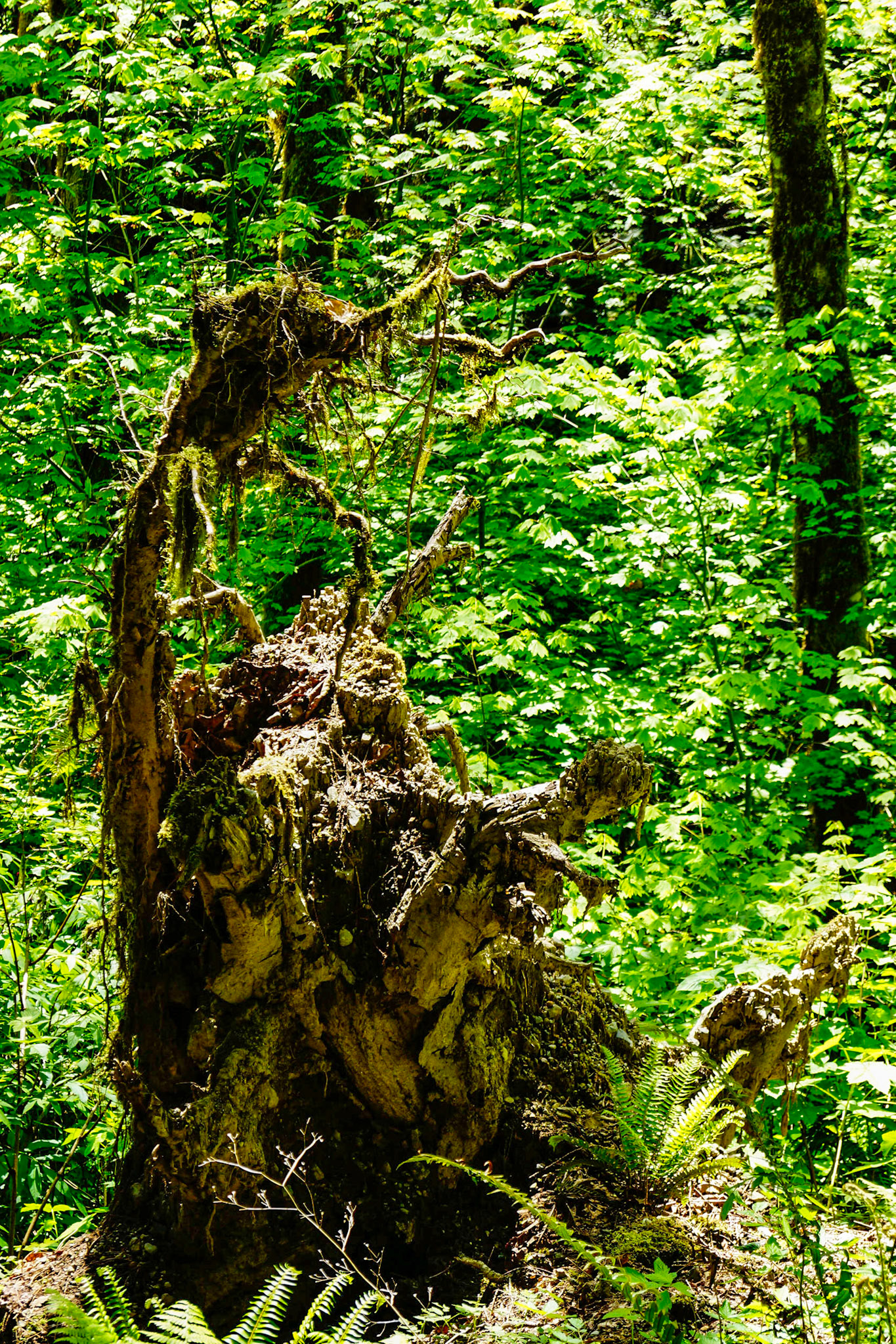Tree Roots saying hi.