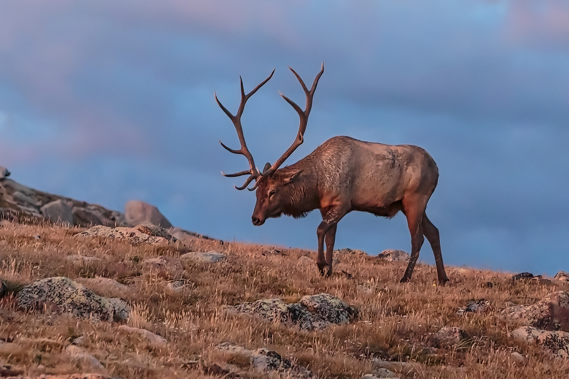 Elk, RMNP