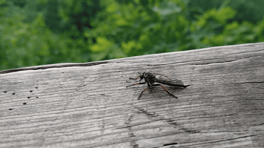 Enhanced animated photo