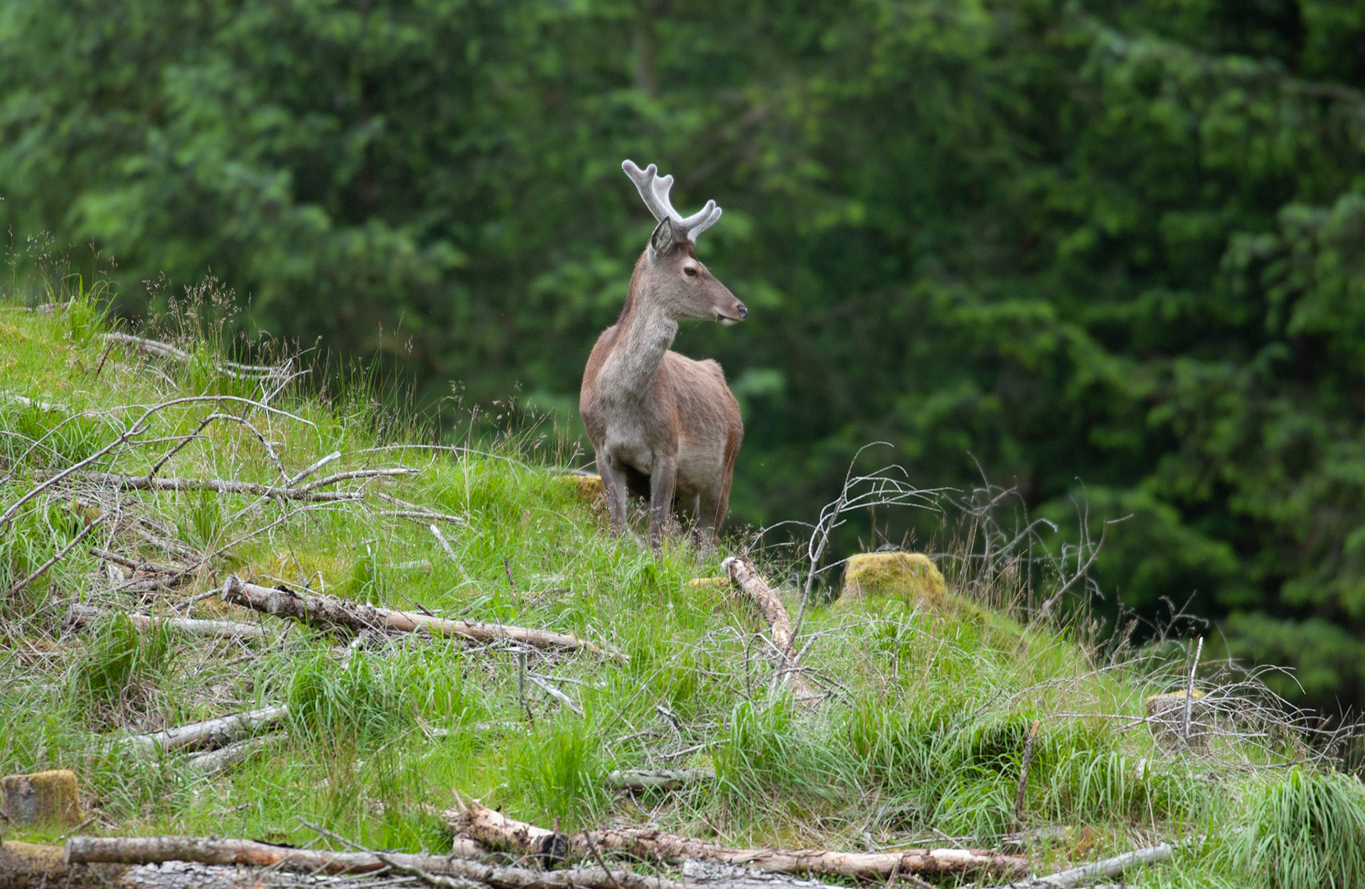 [#Beginning of Shooting Data Section]Nikon D1X2002/06/27 10:45:04.2RAW (12-bit) Image Size:  Large (3008 x 1960)ColorLens: 600mm f/4Focal Length: 600mmExposure Mode: Programmed Auto*Metering Mode: Multi-Pattern1/400 sec - f/4Exposure Comp.: 0 EVSensitivity: ISO 400White Balance: AutoAF Mode: AF-CTone Comp: NormalFlash Sync Mode: Not AttachedColor Mode: Mode II (Adobe RGB)Hue Adjustment: 0Sharpening: NoneNoise Reduction: Image Description:                                Camera ID: SCOLatitude: N 56° 36' 49.8"Longitude: W 4° 59' 36"Altitude: 80.00 m[#End of Shooting Data Section]