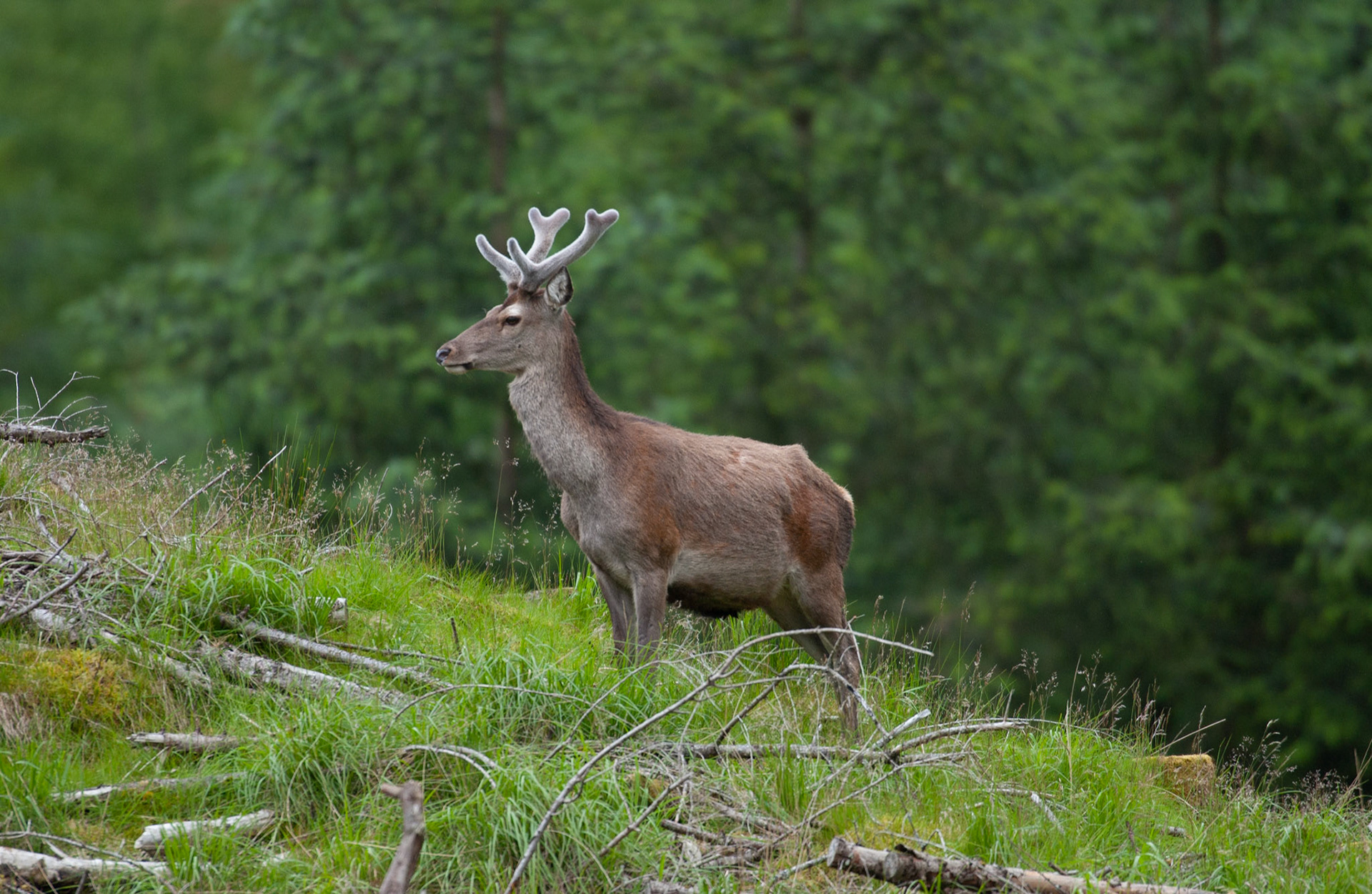 [#Beginning of Shooting Data Section]Nikon D1X2002/06/27 10:49:45.1RAW (12-bit) Image Size:  Large (3008 x 1960)ColorLens: 600mm f/4Focal Length: 600mmExposure Mode: Programmed Auto*Metering Mode: Multi-Pattern1/500 sec - f/4Exposure Comp.: 0 EVSensitivity: ISO 400White Balance: AutoAF Mode: AF-CTone Comp: NormalFlash Sync Mode: Not AttachedColor Mode: Mode II (Adobe RGB)Hue Adjustment: 0Sharpening: NoneNoise Reduction: Image Description:                                Camera ID: SCOLatitude: N 56° 36' 49.8"Longitude: W 4° 59' 36"Altitude: 80.00 m[#End of Shooting Data Section]
