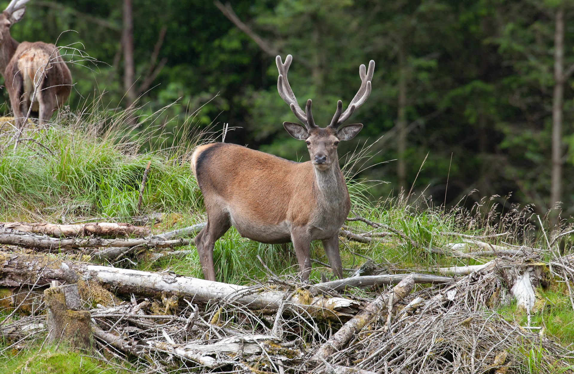 [#Beginning of Shooting Data Section]Nikon D1X2002/06/27 11:04:36.3RAW (12-bit) Image Size:  Large (3008 x 1960)ColorLens: 600mm f/4Focal Length: 600mmExposure Mode: Programmed AutoMetering Mode: Multi-Pattern1/180 sec - f/6.7Exposure Comp.: 0 EVSensitivity: ISO 400White Balance: AutoAF Mode: AF-CTone Comp: NormalFlash Sync Mode: Not AttachedColor Mode: Mode II (Adobe RGB)Hue Adjustment: 0Sharpening: NoneNoise Reduction: Image Description:                                Camera ID: SCO[#End of Shooting Data Section]