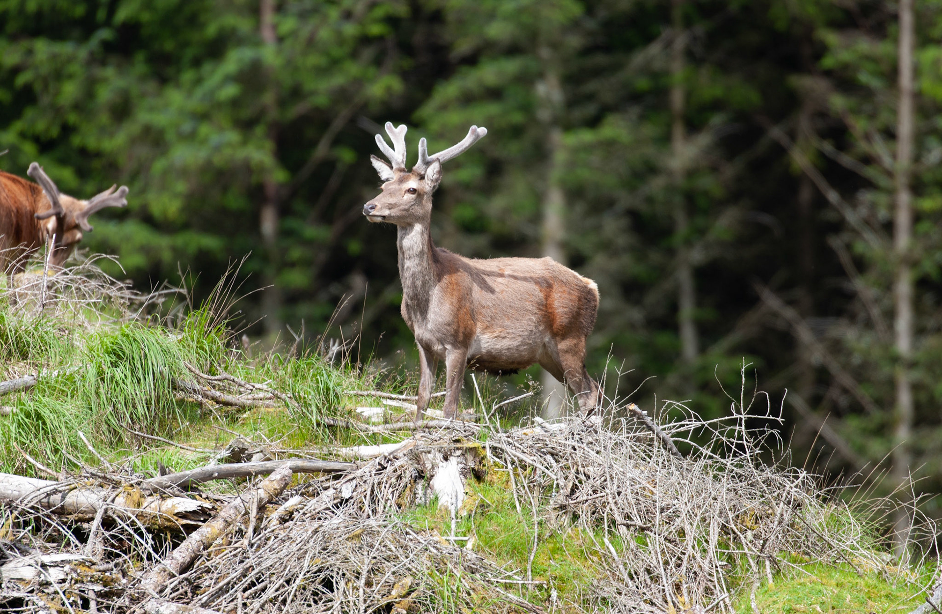 [#Beginning of Shooting Data Section]Nikon D1X2002/06/27 10:12:43.6RAW (12-bit) Image Size:  Large (3008 x 1960)ColorLens: 600mm f/4Focal Length: 600mmExposure Mode: Programmed Auto*Metering Mode: Multi-Pattern1/400 sec - f/4Exposure Comp.: 0 EVSensitivity: ISO 125White Balance: AutoAF Mode: ManualTone Comp: NormalFlash Sync Mode: Not AttachedColor Mode: Mode II (Adobe RGB)Hue Adjustment: 0Sharpening: NoneNoise Reduction: Image Description:                                Camera ID: SCOLatitude: N 56° 36' 49.8"Longitude: W 4° 59' 36.6"Altitude: 75.00 m[#End of Shooting Data Section]