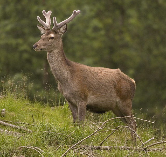 young-stag