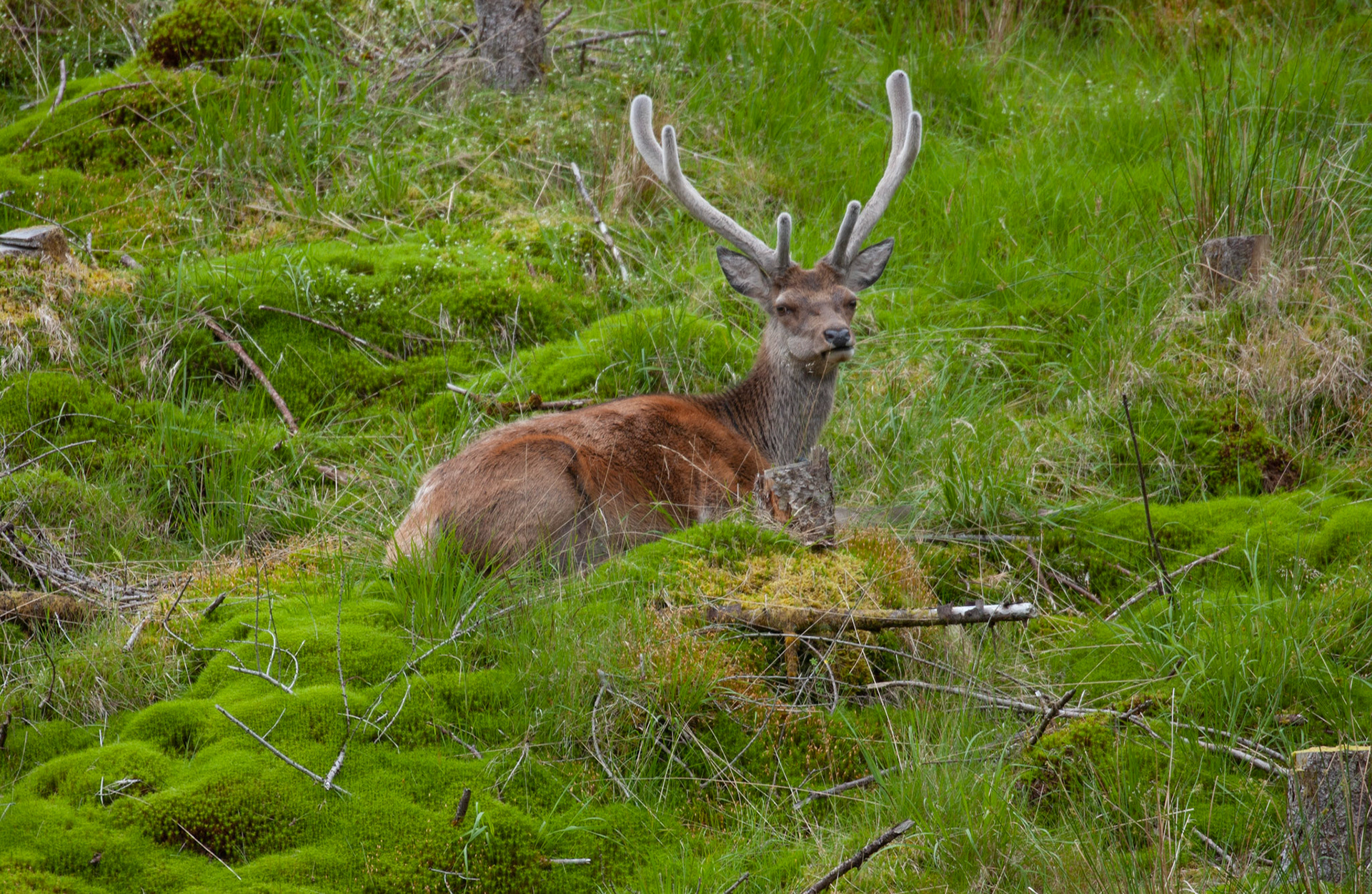 [#Beginning of Shooting Data Section]Nikon D1X2002/06/27 10:50:33.4RAW (12-bit) Image Size:  Large (3008 x 1960)ColorLens: 600mm f/4Focal Length: 600mmExposure Mode: Programmed Auto*Metering Mode: Multi-Pattern1/640 sec - f/4Exposure Comp.: 0 EVSensitivity: ISO 400White Balance: AutoAF Mode: AF-CTone Comp: More ContrastFlash Sync Mode: Not AttachedColor Mode: Mode II (Adobe RGB)Hue Adjustment: 0Sharpening: NoneNoise Reduction: Image Description:                                Camera ID: SCOLatitude: N 56° 36' 49.8"Longitude: W 4° 59' 36"Altitude: 80.00 m[#End of Shooting Data Section]