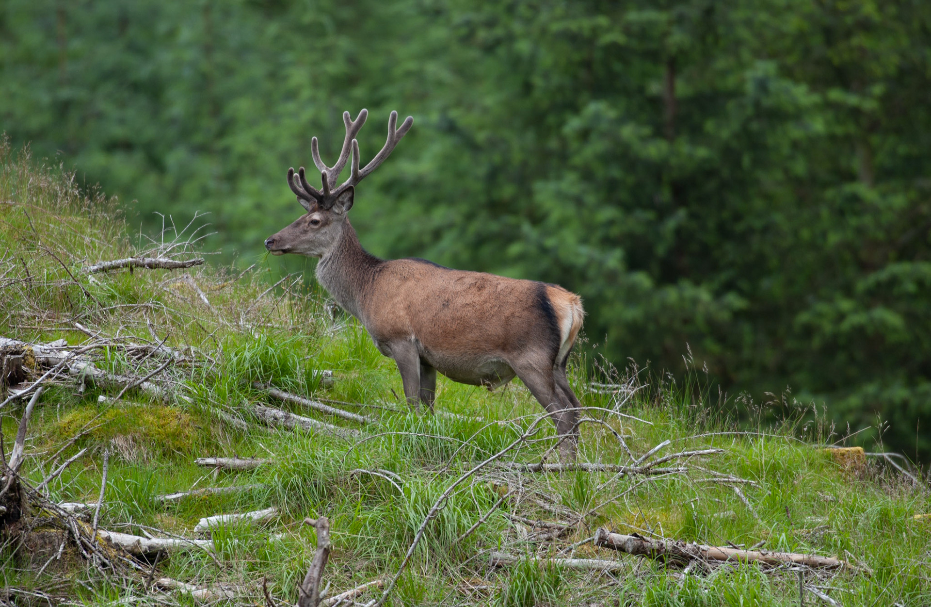 [#Beginning of Shooting Data Section]Nikon D1X2002/06/27 10:23:07RAW (12-bit) Image Size:  Large (3008 x 1960)ColorLens: 600mm f/4Focal Length: 600mmExposure Mode: Programmed Auto*Metering Mode: Multi-Pattern1/250 sec - f/4Exposure Comp.: 0 EVSensitivity: ISO 125White Balance: AutoAF Mode: AF-CTone Comp: NormalFlash Sync Mode: Not AttachedColor Mode: Mode II (Adobe RGB)Hue Adjustment: 0Sharpening: NoneNoise Reduction: Image Description:                                Camera ID: SCO[#End of Shooting Data Section]