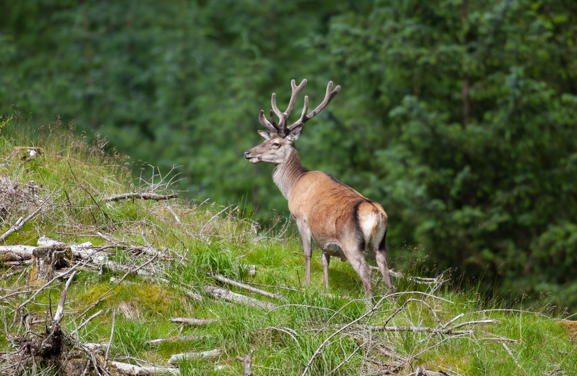[#Beginning of Shooting Data Section]Nikon D1X2002/06/27 10:25:03.4RAW (12-bit) Image Size:  Large (3008 x 1960)ColorLens: 600mm f/4Focal Length: 600mmExposure Mode: Programmed Auto*Metering Mode: Multi-Pattern1/640 sec - f/4Exposure Comp.: 0 EVSensitivity: ISO 125White Balance: AutoAF Mode: AF-CTone Comp: NormalFlash Sync Mode: Not AttachedColor Mode: Mode II (Adobe RGB)Hue Adjustment: 0Sharpening: NoneNoise Reduction: Image Description:                                Camera ID: SCO[#End of Shooting Data Section]