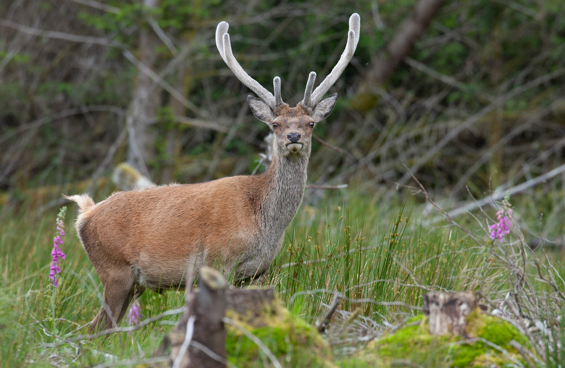 [#Beginning of Shooting Data Section]Nikon D1X2002/06/27 11:13:25.0RAW (12-bit) Image Size:  Large (3008 x 1960)ColorLens: 600mm f/4Focal Length: 600mmExposure Mode: Programmed AutoMetering Mode: Multi-Pattern1/200 sec - f/6.7Exposure Comp.: 0 EVSensitivity: ISO 400White Balance: AutoAF Mode: AF-CTone Comp: NormalFlash Sync Mode: Not AttachedColor Mode: Mode II (Adobe RGB)Hue Adjustment: 0Sharpening: NoneNoise Reduction: Image Description:                                Camera ID: SCOLatitude: N 56° 36' 49.8"Longitude: W 4° 59' 37.8"Altitude: 79.00 m[#End of Shooting Data Section]