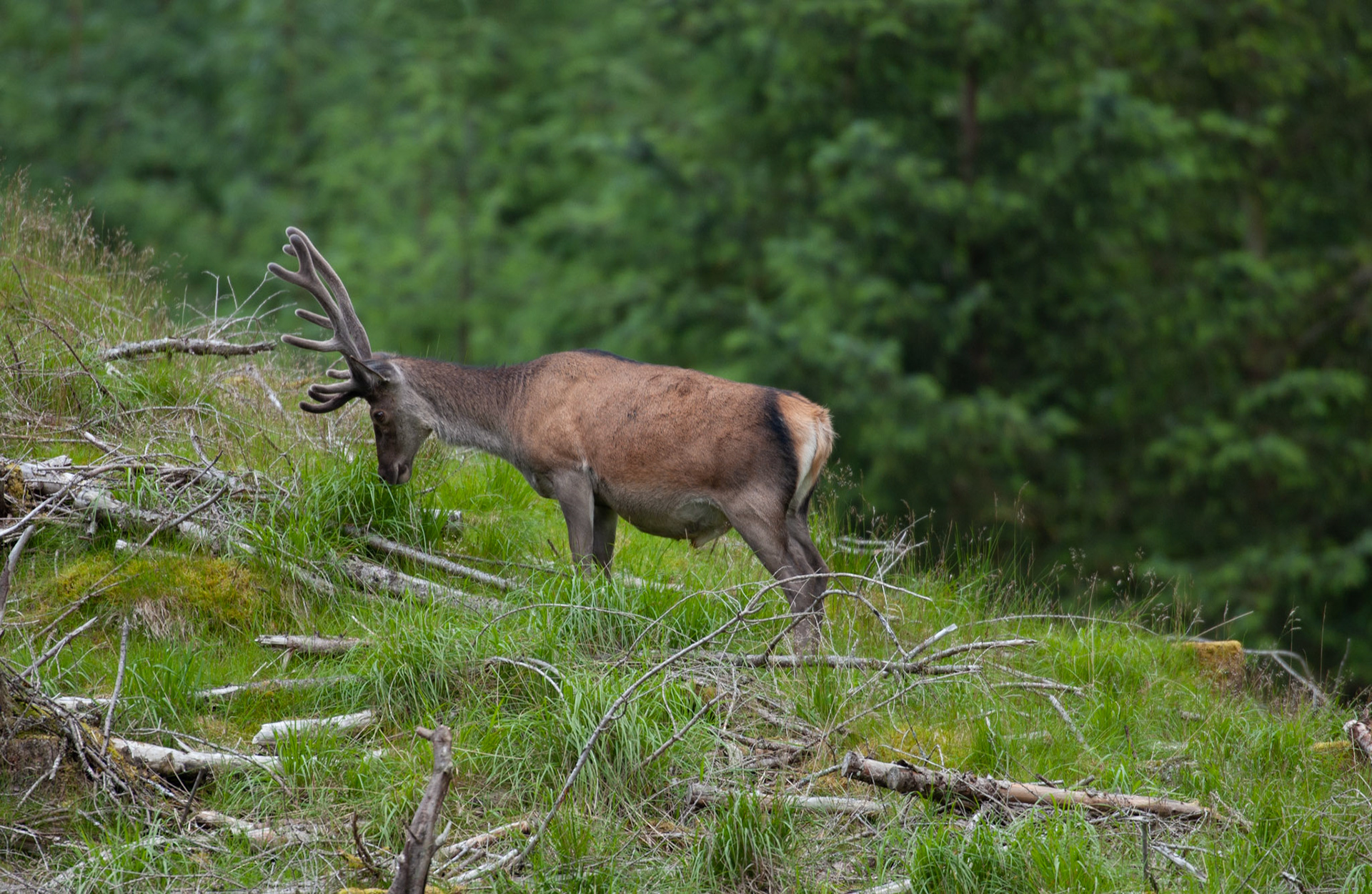 [#Beginning of Shooting Data Section]Nikon D1X2002/06/27 10:23:22.2RAW (12-bit) Image Size:  Large (3008 x 1960)ColorLens: 600mm f/4Focal Length: 600mmExposure Mode: Programmed Auto*Metering Mode: Multi-Pattern1/500 sec - f/4Exposure Comp.: 0 EVSensitivity: ISO 200White Balance: AutoAF Mode: AF-CTone Comp: NormalFlash Sync Mode: Not AttachedColor Mode: Mode II (Adobe RGB)Hue Adjustment: 0Sharpening: NoneNoise Reduction: Image Description:                                Camera ID: SCO[#End of Shooting Data Section]