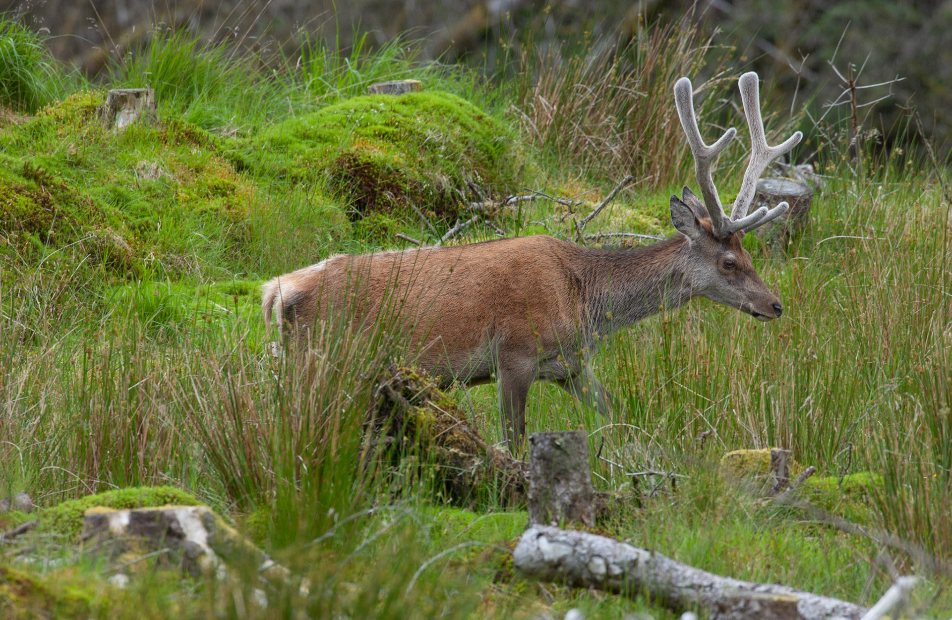 [#Beginning of Shooting Data Section]Nikon D1X2002/06/27 11:09:19.5RAW (12-bit) Image Size:  Large (3008 x 1960)ColorLens: 600mm f/4Focal Length: 600mmExposure Mode: Programmed AutoMetering Mode: Multi-Pattern1/200 sec - f/7.1Exposure Comp.: 0 EVSensitivity: ISO 400White Balance: AutoAF Mode: AF-CTone Comp: More ContrastFlash Sync Mode: Not AttachedColor Mode: Mode II (Adobe RGB)Hue Adjustment: 0Sharpening: NoneNoise Reduction: Image Description:                                Camera ID: SCOLatitude: N 56° 36' 49.8"Longitude: W 4° 59' 37.8"Altitude: 79.00 m[#End of Shooting Data Section]
